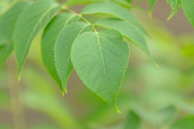 Aralia elata meerstammig