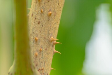Aralia elata meerstammig