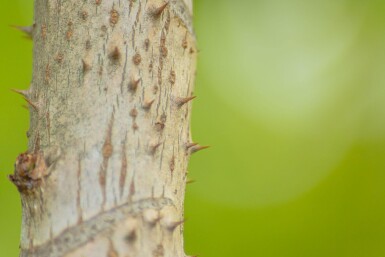 Aralia elata meerstammig