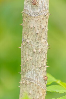 Aralia elata meerstammig