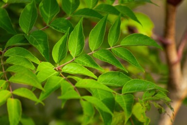 Aralia elata meerstammig