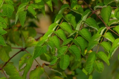 Aralia elata meerstammig