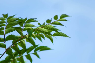 Aralia elata meerstammig