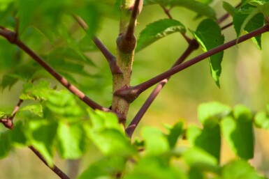 Aralia elata meerstammig