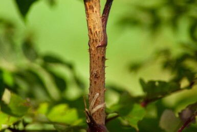 Aralia elata meerstammig