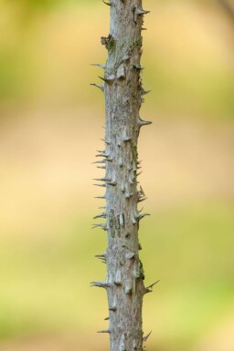 Aralia elata meerstammig