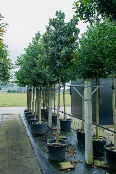 Arbutus unedo hoogstam 10/12