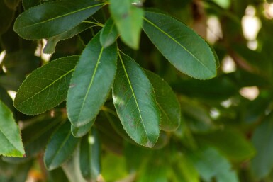 Arbutus unedo hoogstam