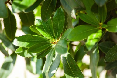Arbutus unedo hoogstam 10/12