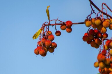 Arbutus unedo hoogstam 10/12