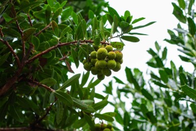 Arbutus unedo hoogstam 10/12