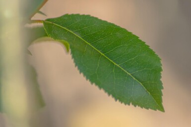 Arbutus unedo hoogstam 10/12