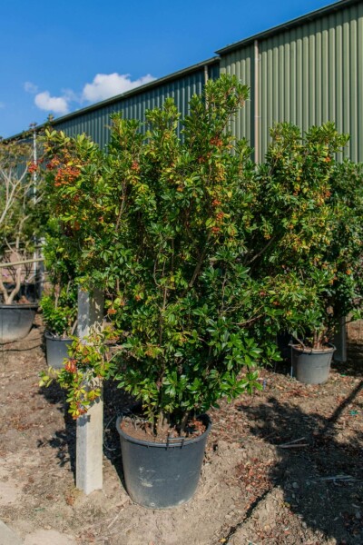Arbutus unedo meerstammig 200-250