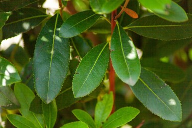 Arbutus unedo meerstammig 200-250