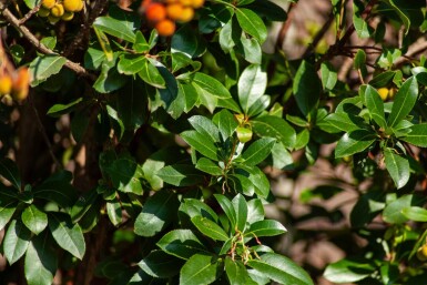 Arbutus unedo meerstammig 200-250