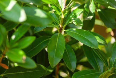 Arbutus unedo meerstammig 200-250