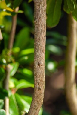 Arbutus unedo meerstammig 200-250