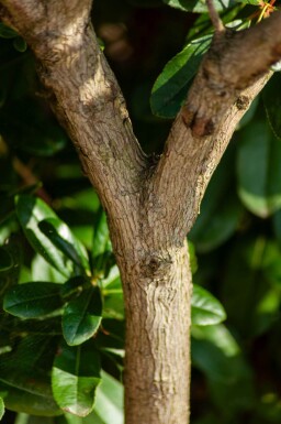 Arbutus unedo meerstammig 200-250