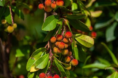 Arbutus unedo meerstammig 200-250