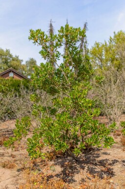 Arbutus unedo meerstammig 200-250