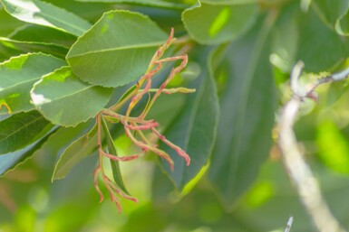 Arbutus unedo meerstammig 200-250