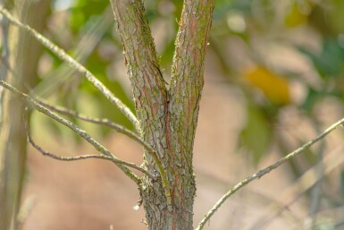 Arbutus unedo meerstammig 200-250