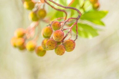 Arbutus unedo meerstammig 200-250