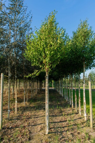 Betula albosinensis hoogstam