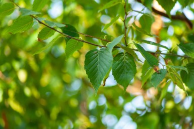 Betula albosinensis hoogstam