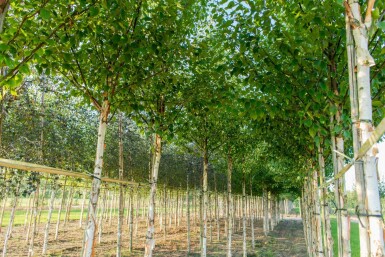 Betula albosinensis hoogstam