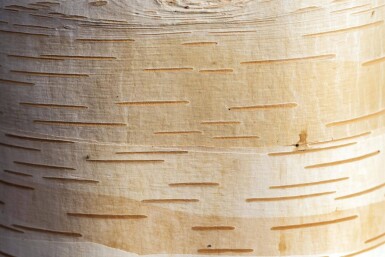 Betula albosinensis hoogstam