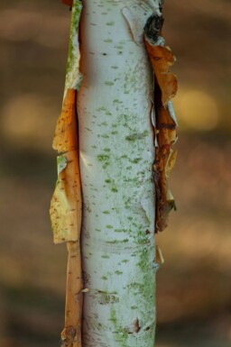 Betula albosinensis hoogstam