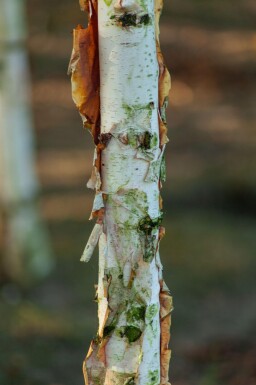 Betula albosinensis hoogstam