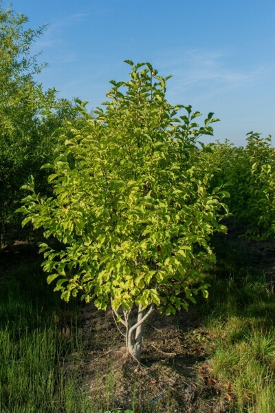 Betula albosinensis meerstammig