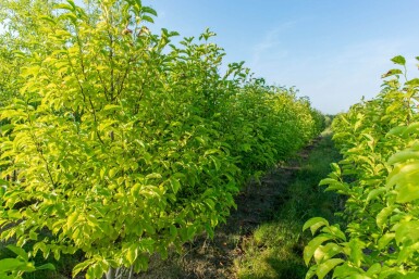 Betula albosinensis meerstammig