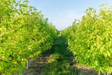 Betula albosinensis meerstammig