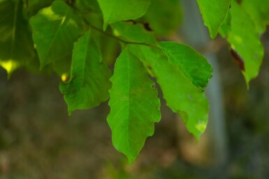 Betula albosinensis meerstammig