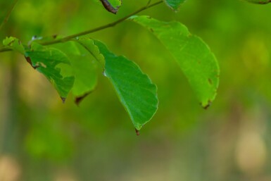 Betula albosinensis meerstammig