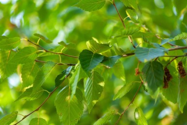 Betula albosinensis meerstammig