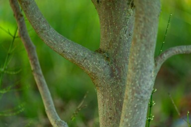Betula albosinensis meerstammig