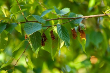 Betula albosinensis meerstammig