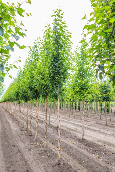 Betula utilis 'Fascination' hoogstam 8/10