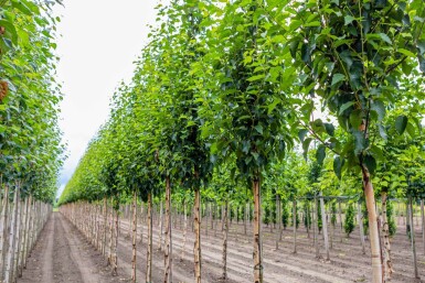 Betula utilis 'Fascination' hoogstam