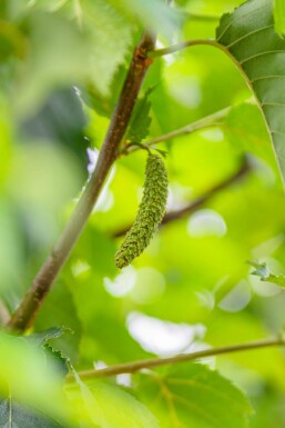 Betula utilis 'Fascination' hoogstam 8/10