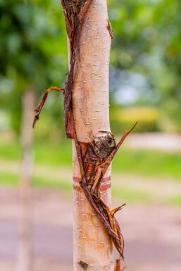 Betula utilis 'Fascination' hoogstam 8/10