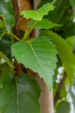 Betula utilis 'Fascination' hoogstam 8/10