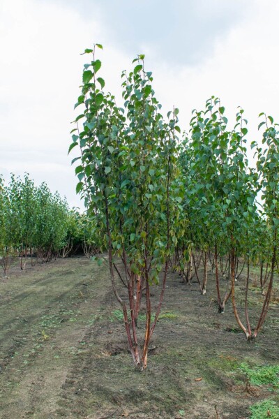 Betula utilis 'Fascination' meerstammig 200-250
