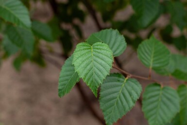 Betula utilis 'Fascination' meerstammig