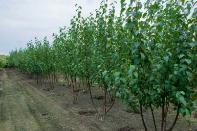 Betula utilis 'Fascination' meerstammig 200-250