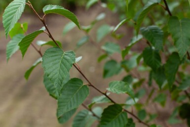 Betula utilis 'Fascination' meerstammig 200-250